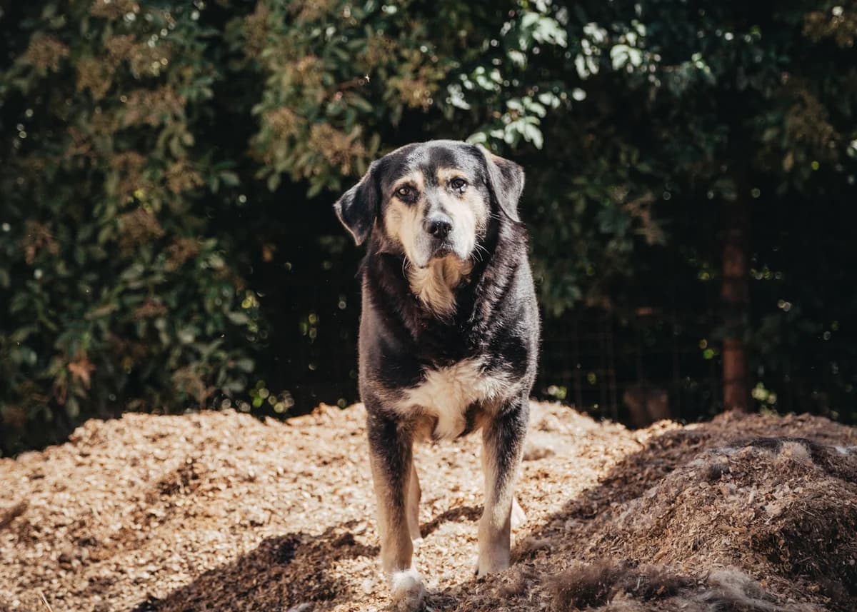 Tasso, male senior mixed breed for adoption at Arme Hundeseelen, Năsăud