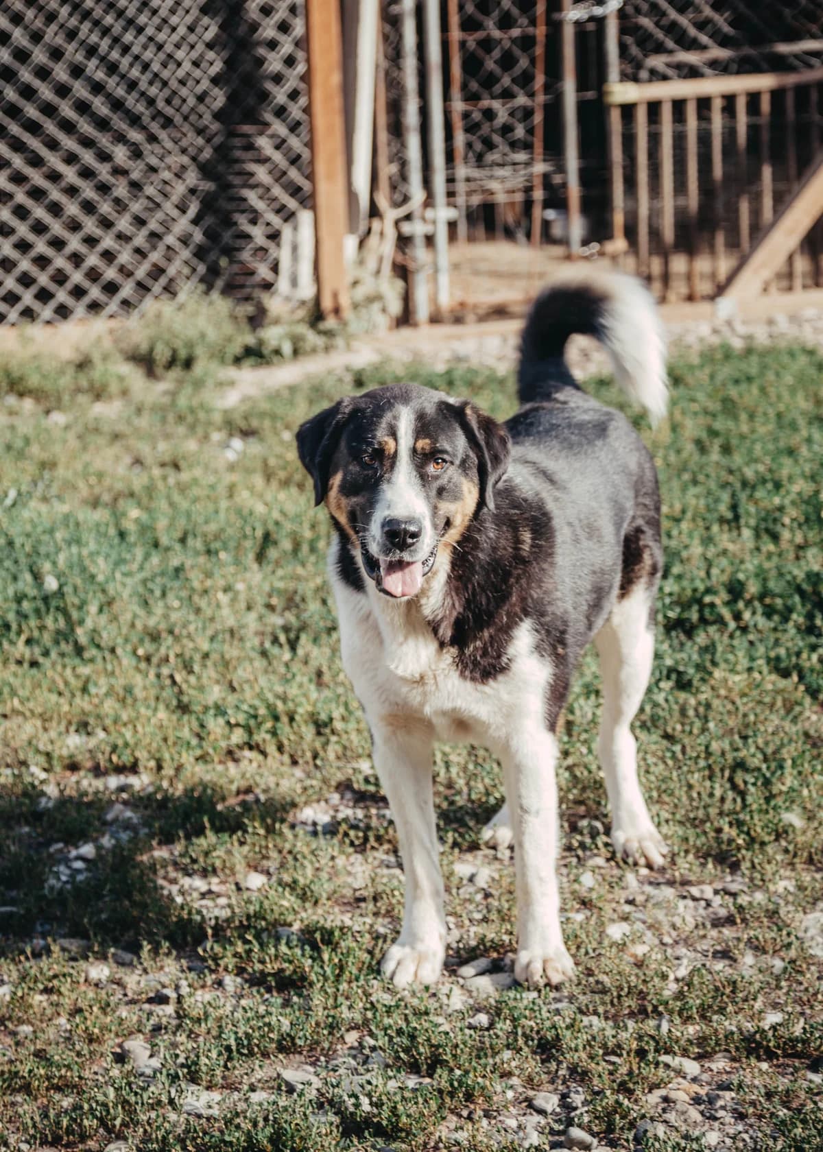 Tharja, female young Mixed Breed for adoption at Arme Hundeseelen, Năsăud