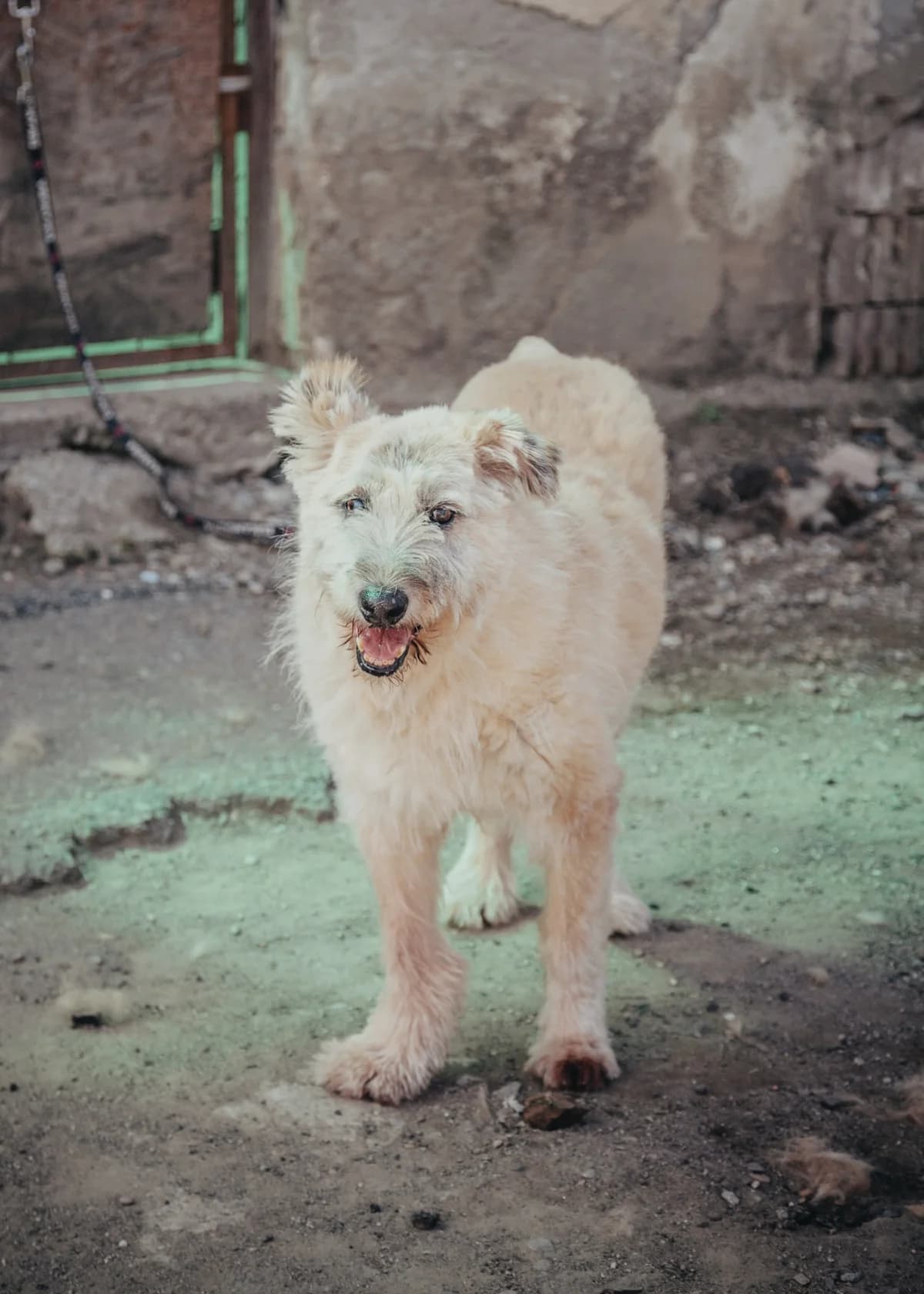 Werner, male senior Romanian Shepherd for adoption at Arme Hundeseelen, Năsăud