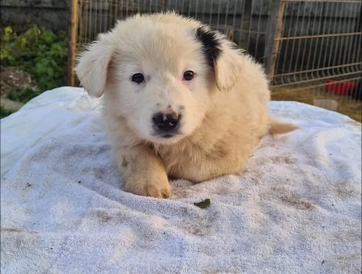 Wolfi, weiß male puppy Mixed Breed for adoption at Arme Hundeseelen, Năsăud