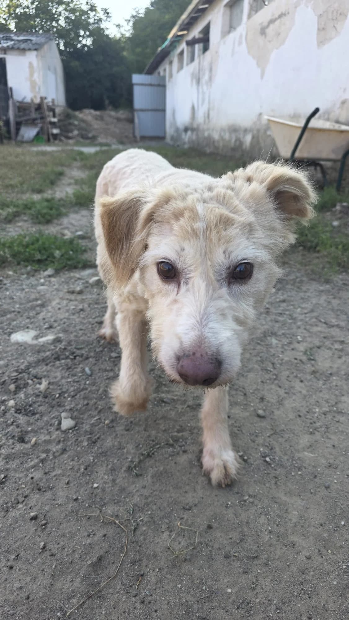 Zuma, female senior Romanian Shepherd for adoption at Arme Hundeseelen, Năsăud