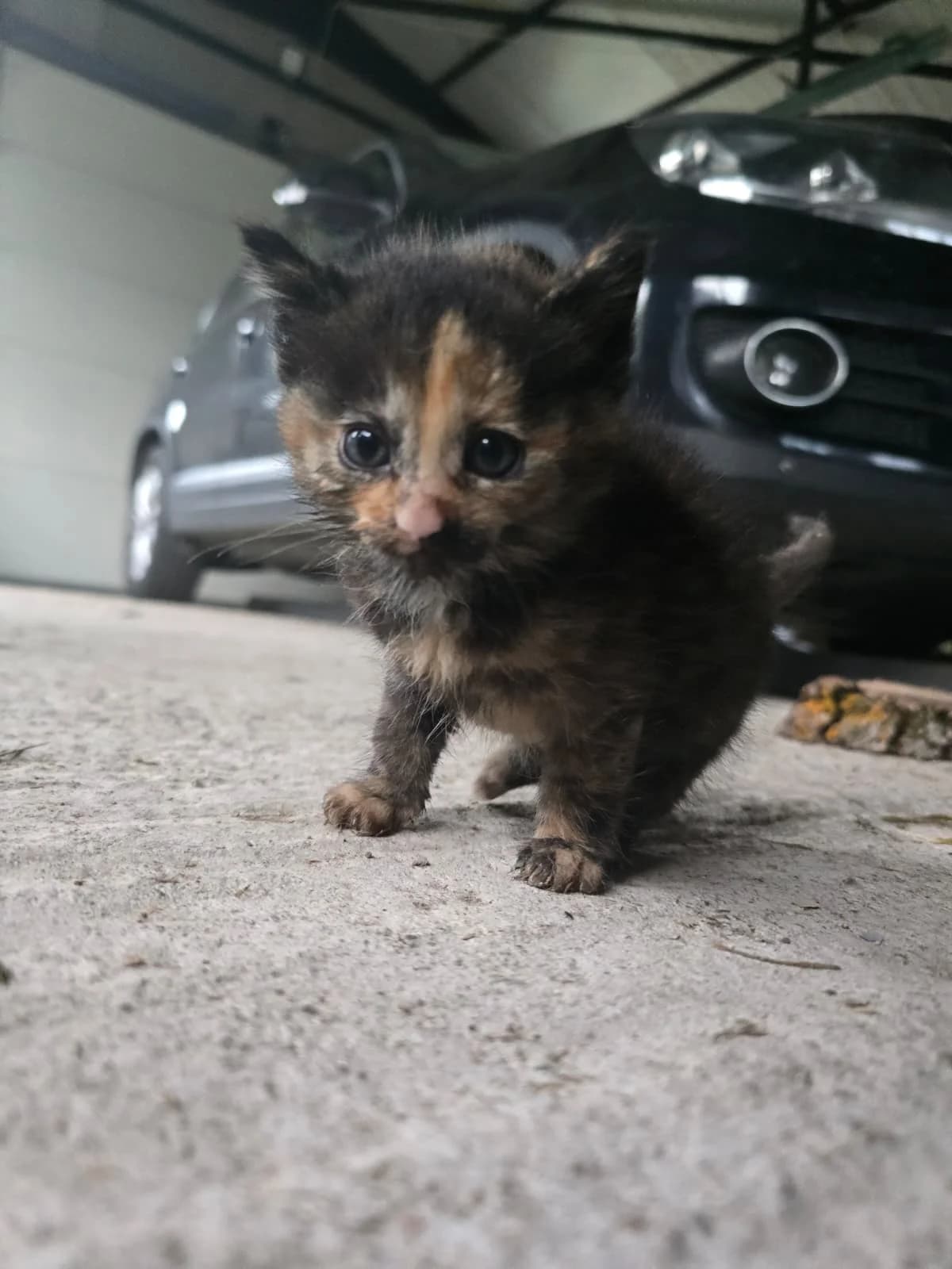 Nora, Mixed Breed for adoption at Asociația Argos