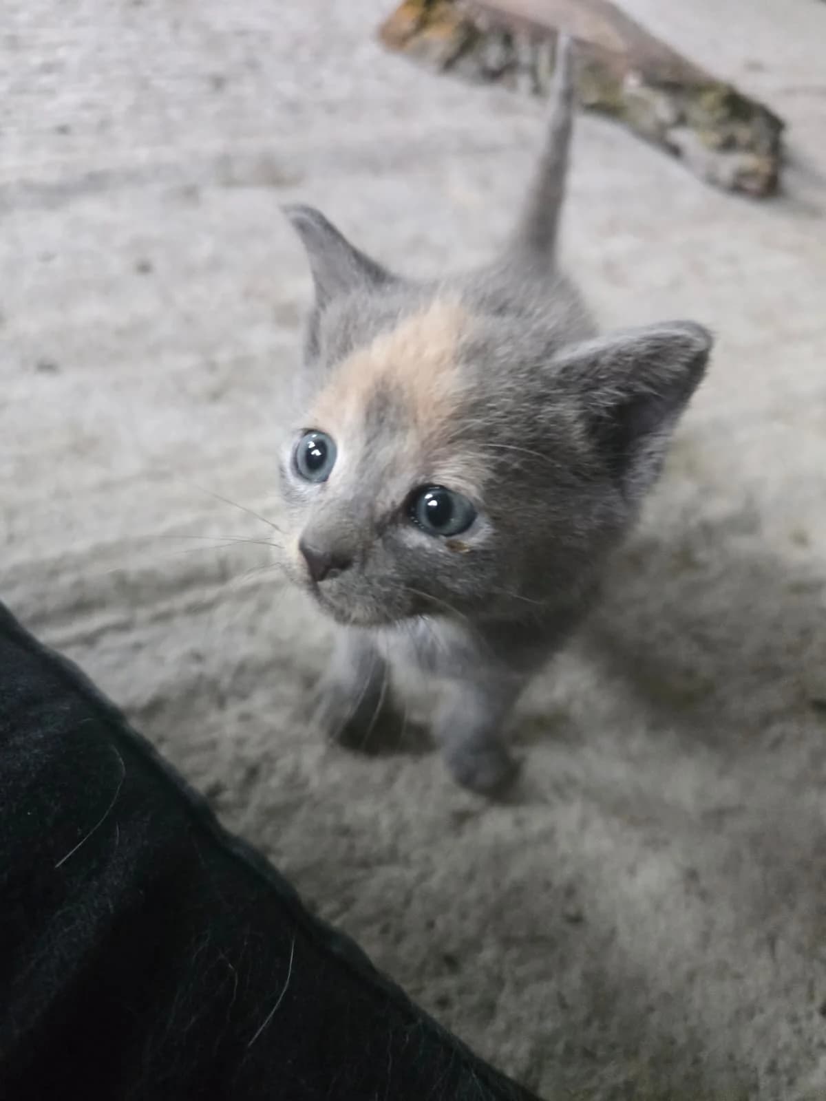 Nala, Mixed Breed for adoption at Asociația Argos