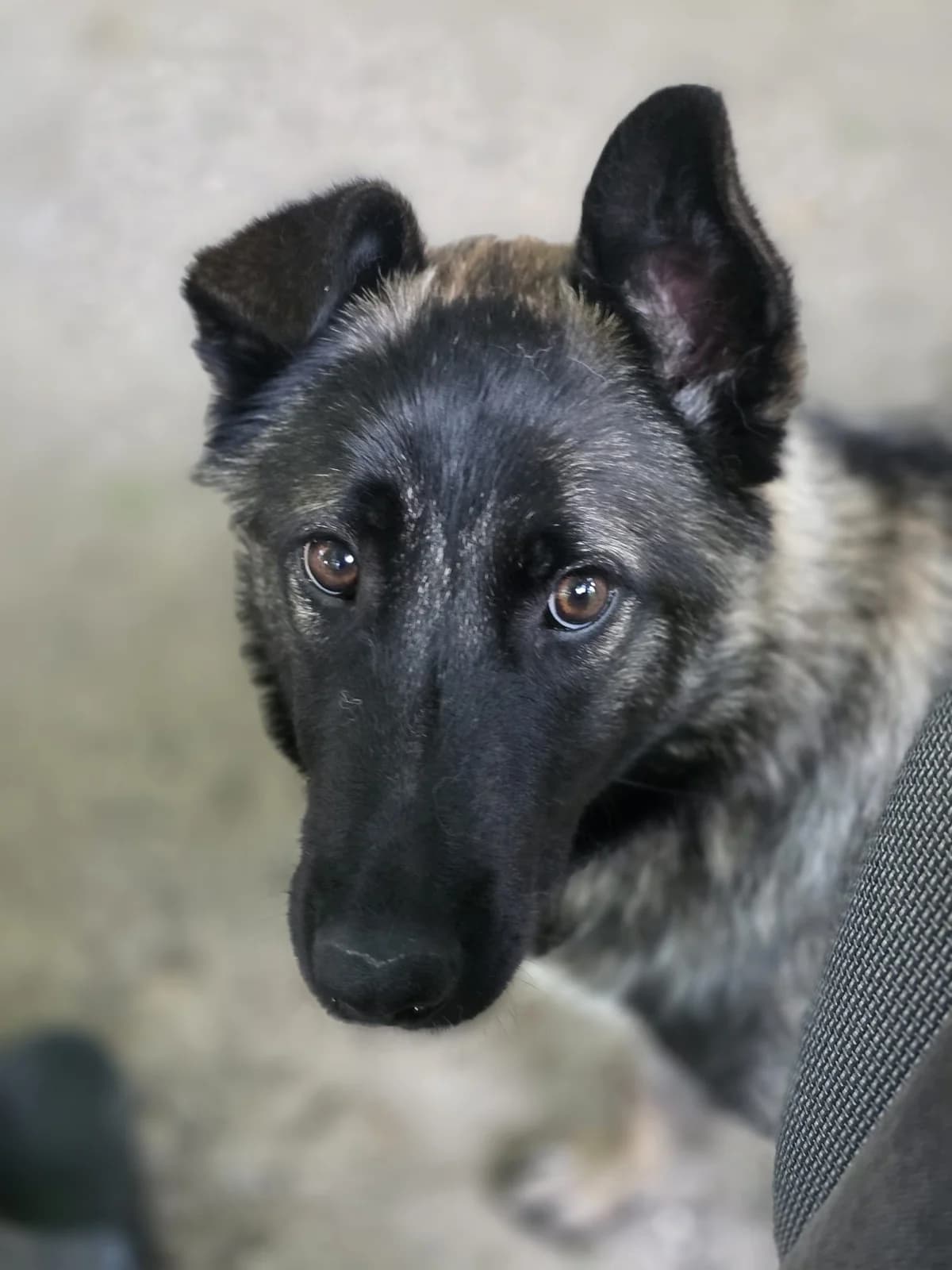 Zora, Belgian Malinois for adoption at Asociația Argos