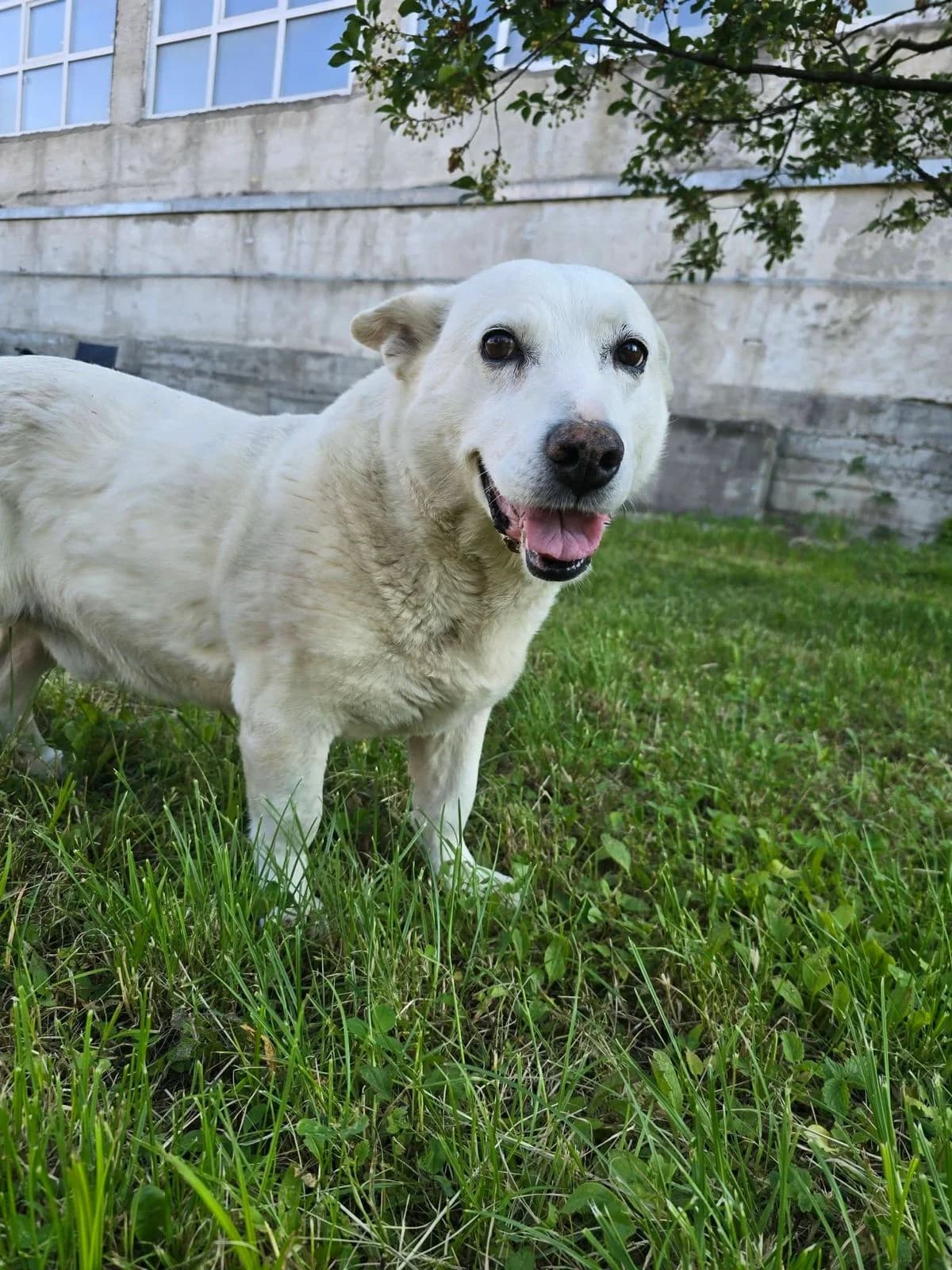 Snowy, male senior Mixed Breed for adoption at Asociația Argos