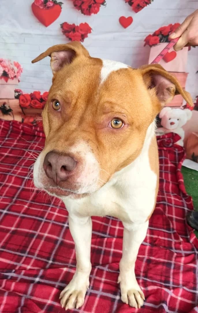 SIMBA, Roșcat male 3yo Mixed Breed for adoption at ASPA București — Catalog Câini