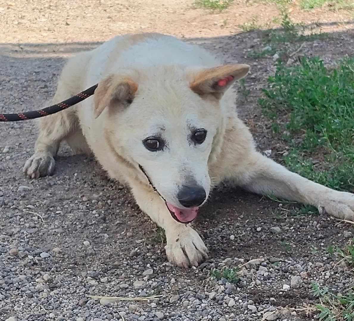 Oliver, Bej male senior Mixed Breed for adoption at ASPA București — Catalog Câini