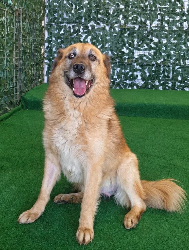 Marcel, Gri male 4yo Mixed Breed for adoption at ASPA București — Catalog Câini