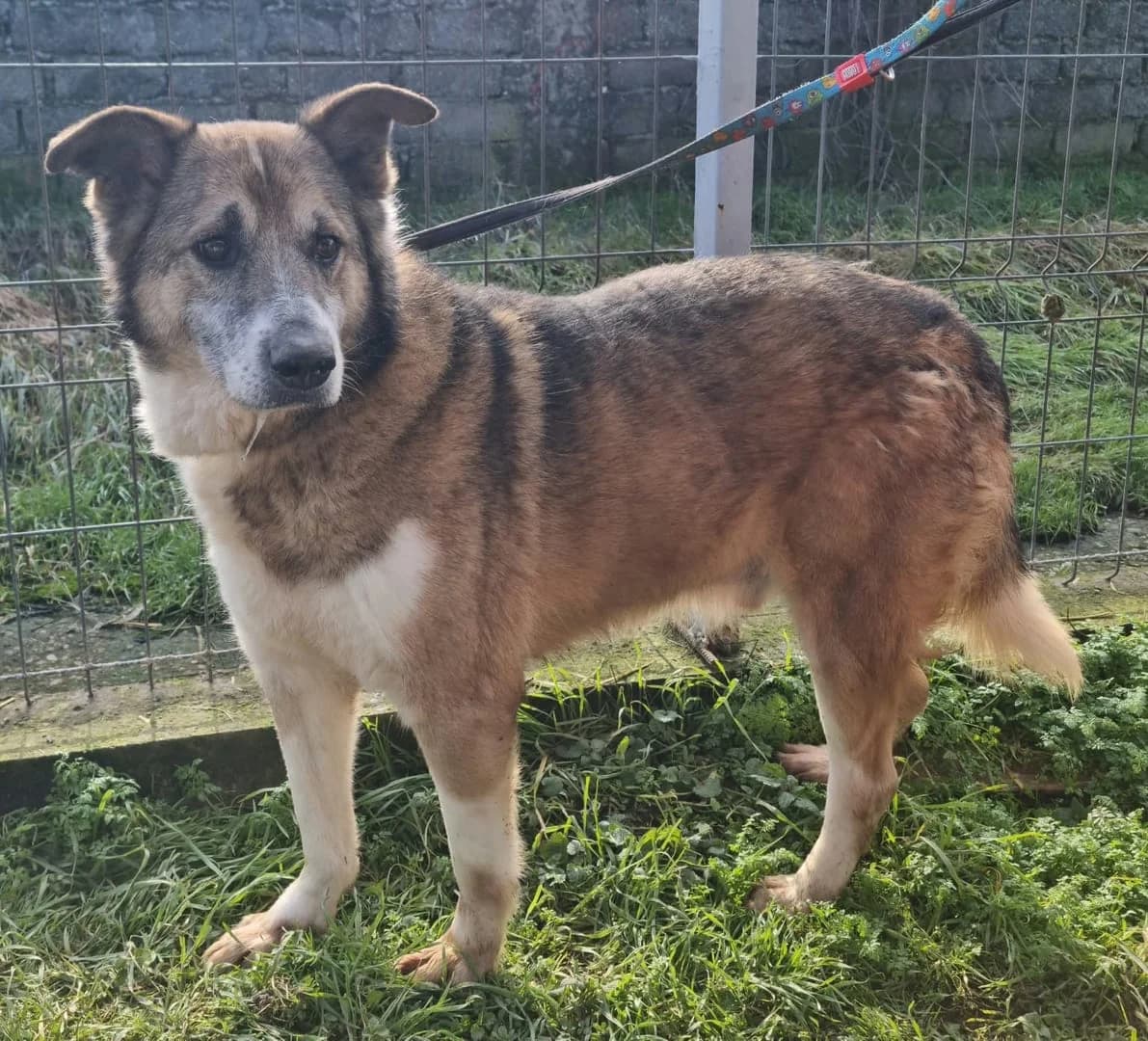 Câine, Maro male 3yo Mixed Breed for adoption at ASPA București — Catalog Câini