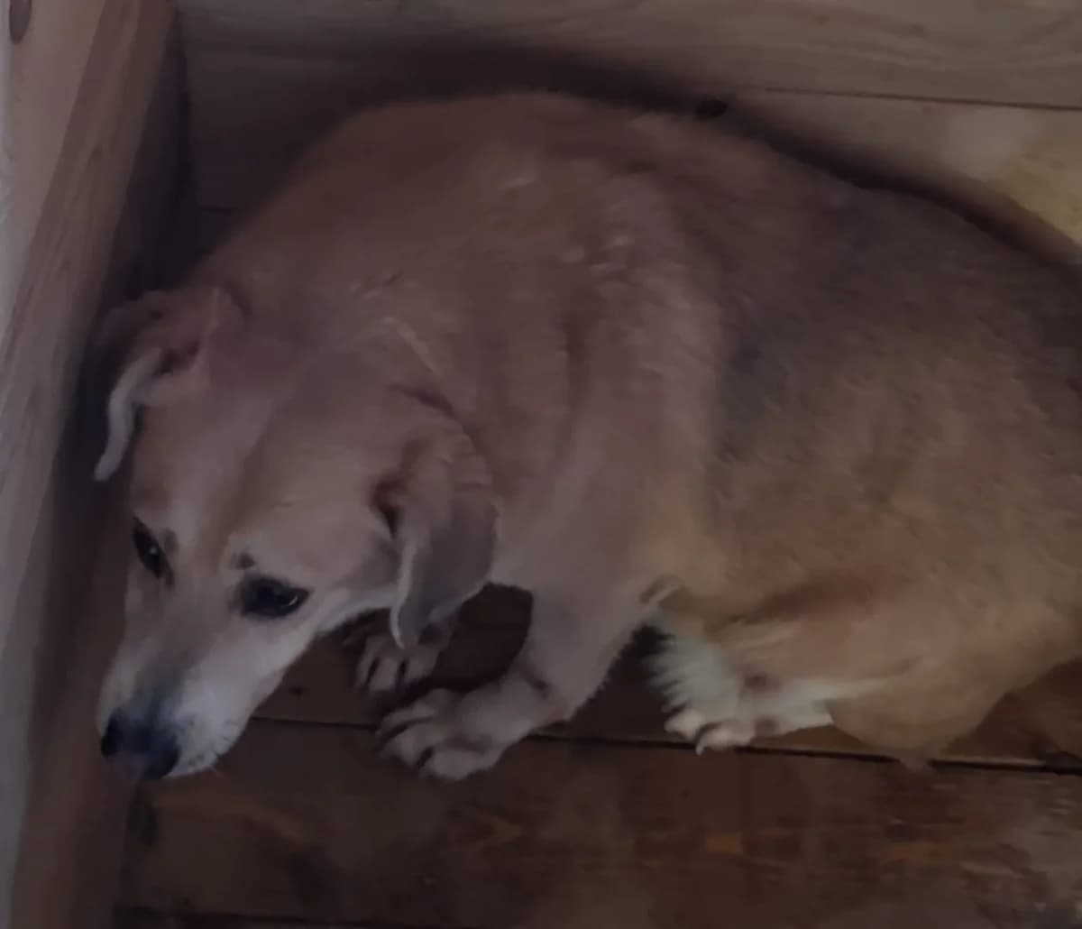 Câine, Bej female young Mixed Breed for adoption at ASPA București — Catalog Câini