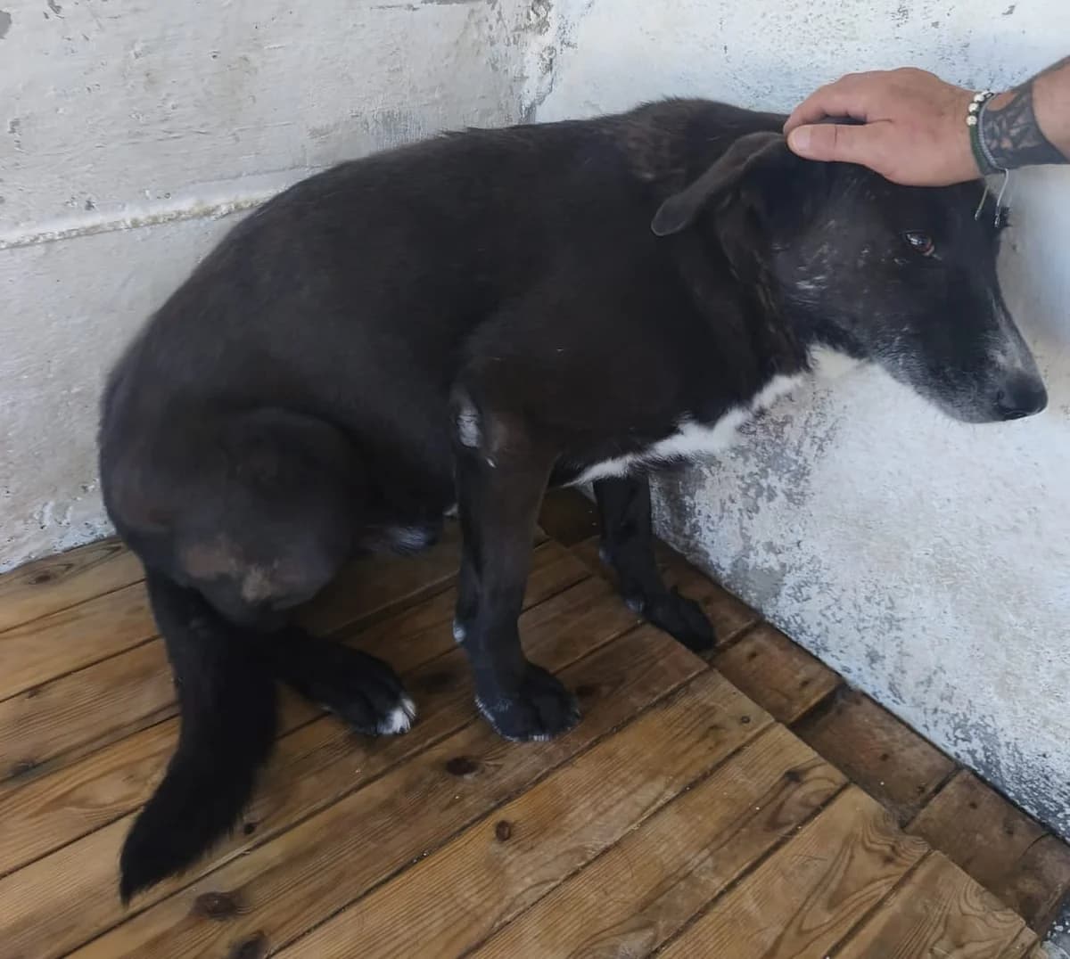 Câine, Negru male senior Mixed Breed for adoption at ASPA București — Catalog Câini