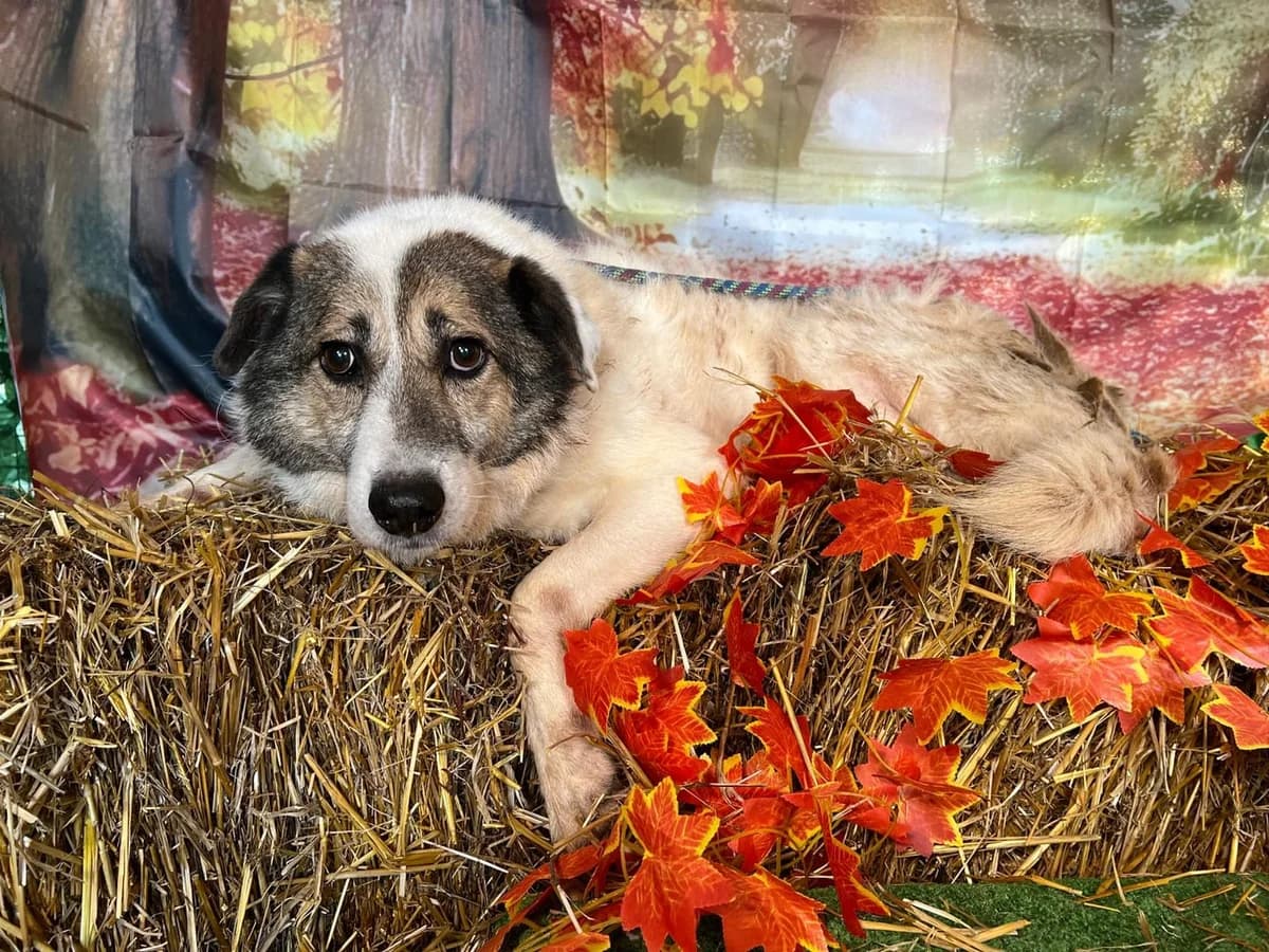 Câine, Alb male 6yo Mixed Breed for adoption at ASPA București — Catalog Câini