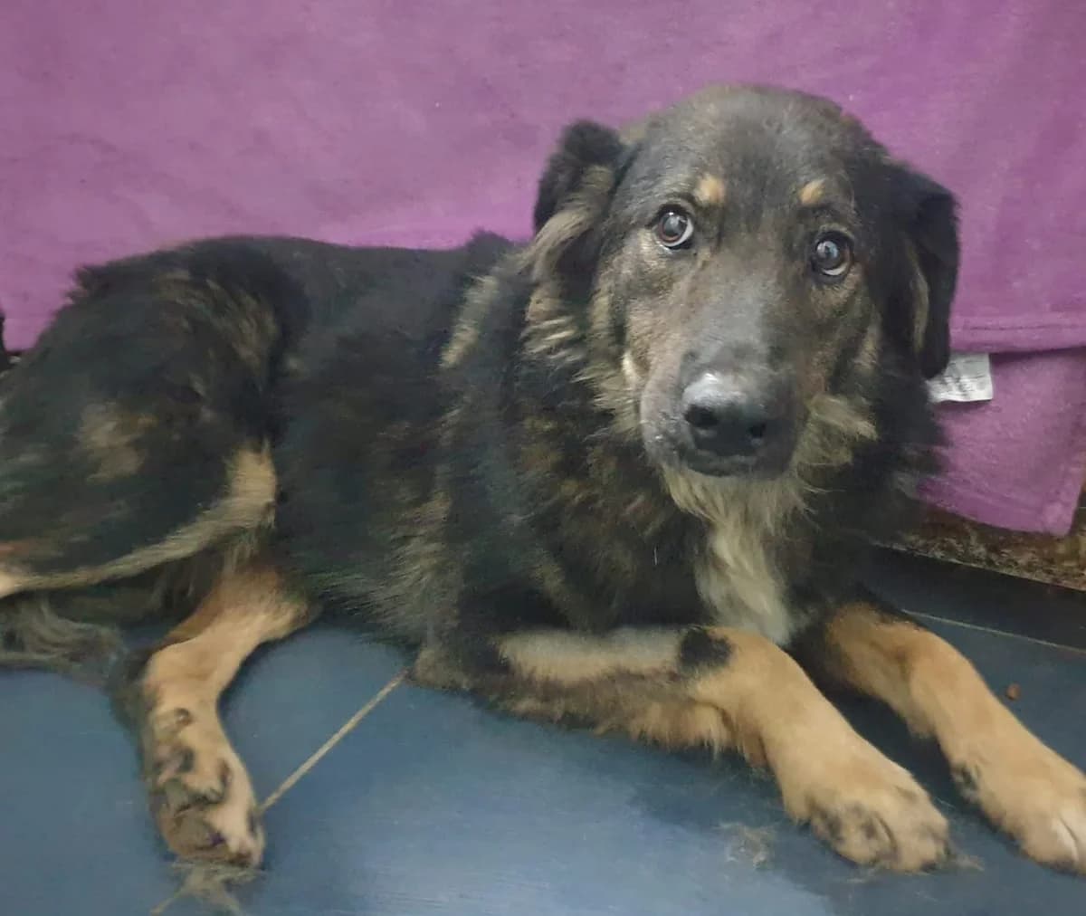 Câine, Maro male 3yo Mixed Breed for adoption at ASPA București — Catalog Câini