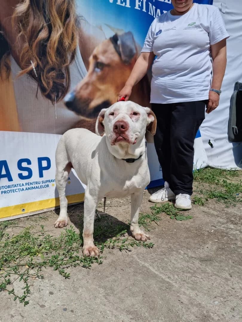 Ellie, Alb female 3yo Mixed Breed for adoption at ASPA București — Catalog Câini