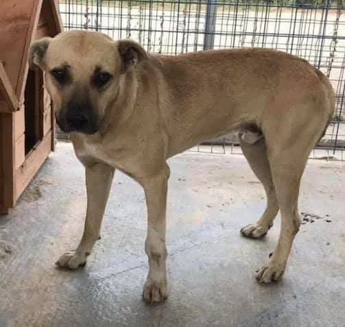 Câine, Bej male senior Mixed Breed for adoption at ASPA București — Catalog Câini