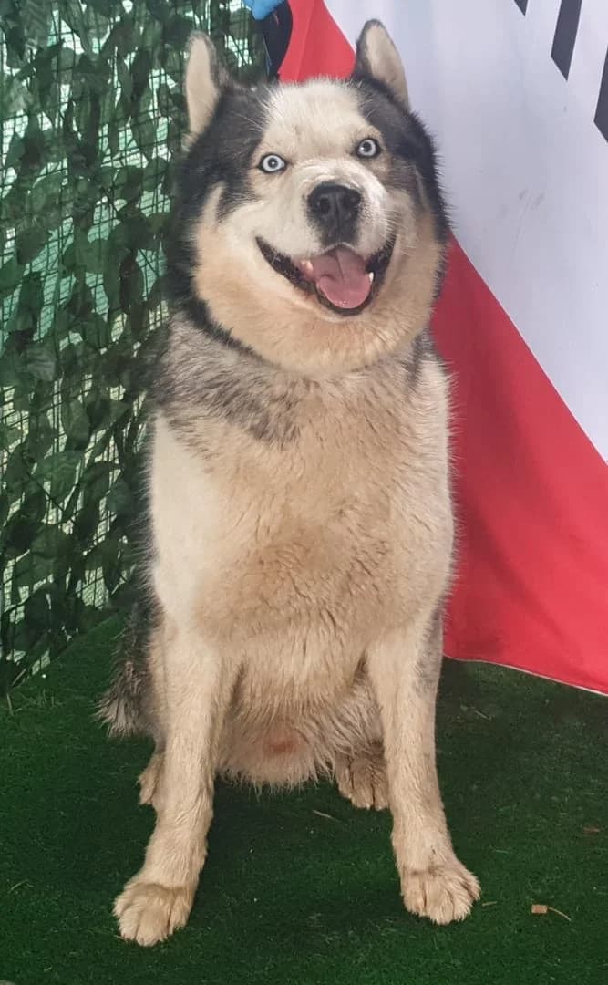 REX, Gri male young Mixed Breed for adoption at ASPA București — Catalog Câini