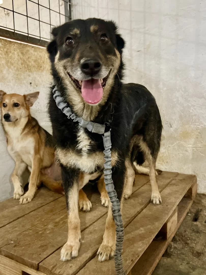 Moussette, Negru female young Mixed Breed for adoption at ASPA București — Catalog Câini