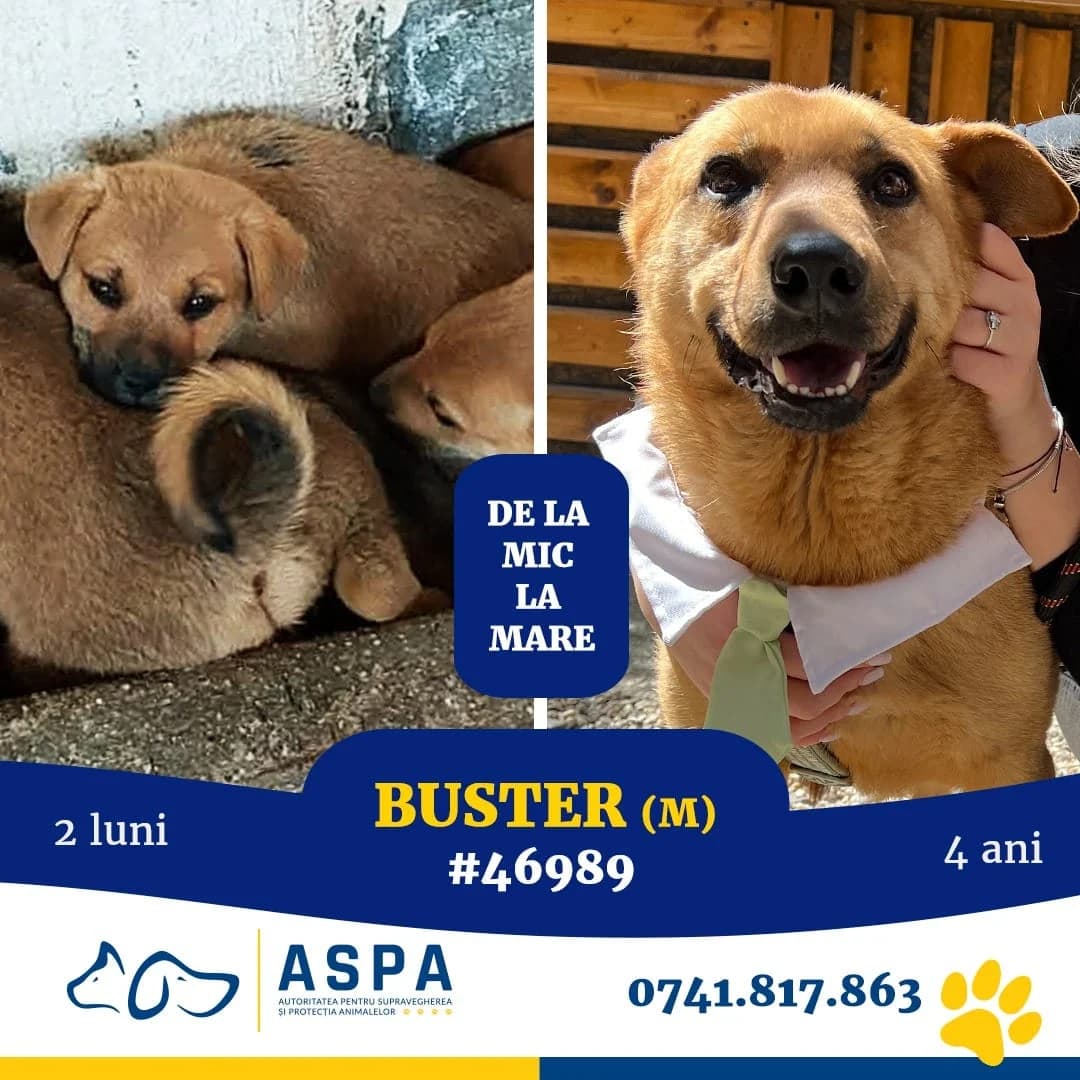 BUSTER, Maro male young Mixed Breed for adoption at ASPA București — Catalog Câini