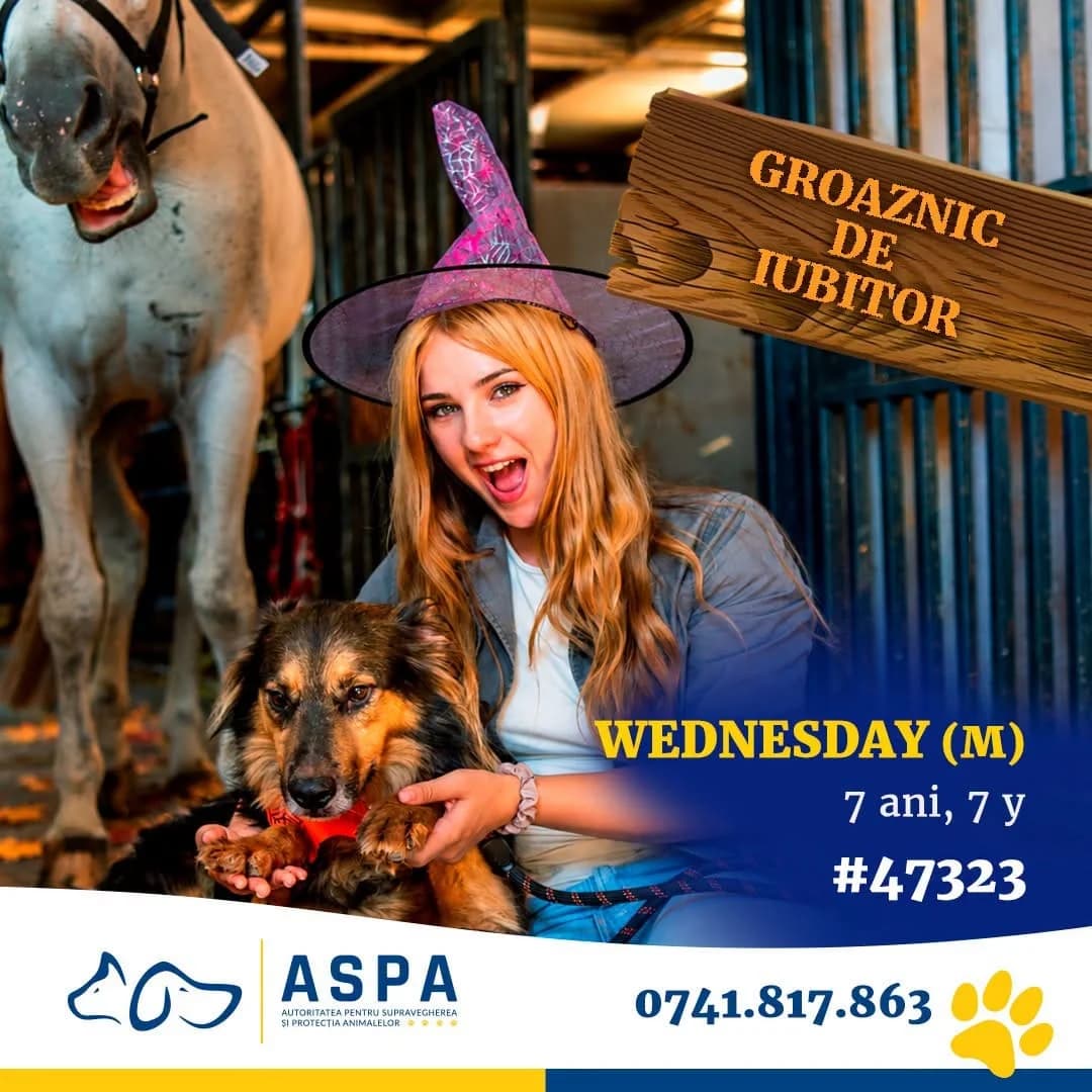 Wednesday, Negru male young Mixed Breed for adoption at ASPA București — Catalog Câini