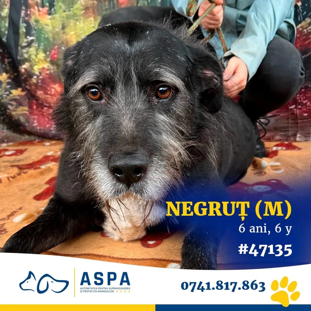 Negrut, Negru male senior Mixed Breed for adoption at ASPA București — Catalog Câini