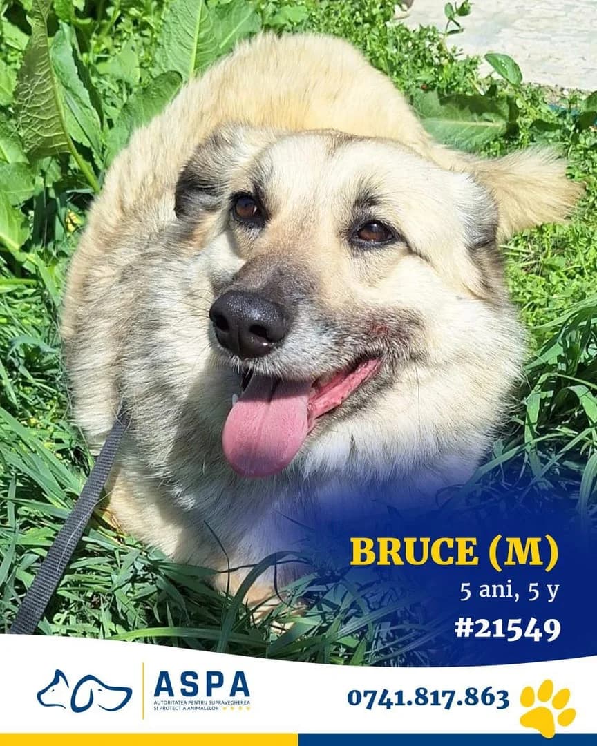 BRUCE, Maro male senior Mixed Breed for adoption at ASPA București — Catalog Câini