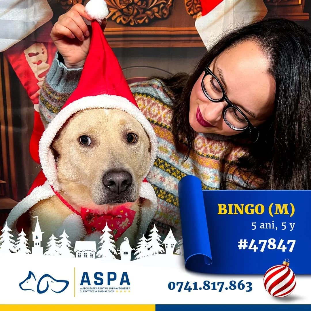 Bingo, Bej male young Mixed Breed for adoption at ASPA București — Catalog Câini