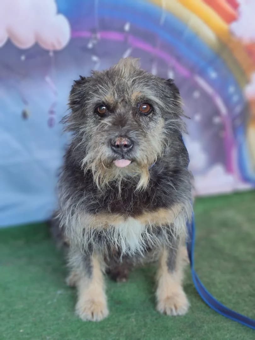 Spike, Gri male 3yo Mixed Breed for adoption at ASPA București — Catalog Câini