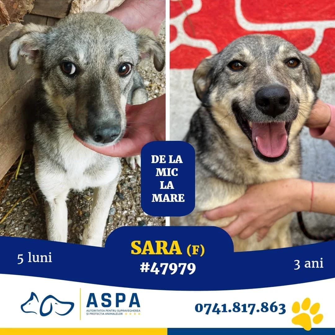 SARA, Gri female 5yo Mixed Breed for adoption at ASPA București — Catalog Câini