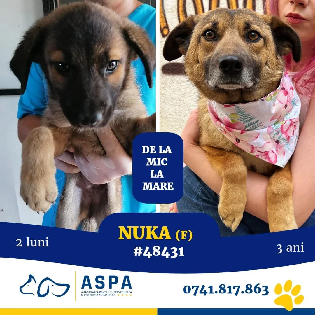 NUKA, Maro female senior Mixed Breed for adoption at ASPA București — Catalog Câini