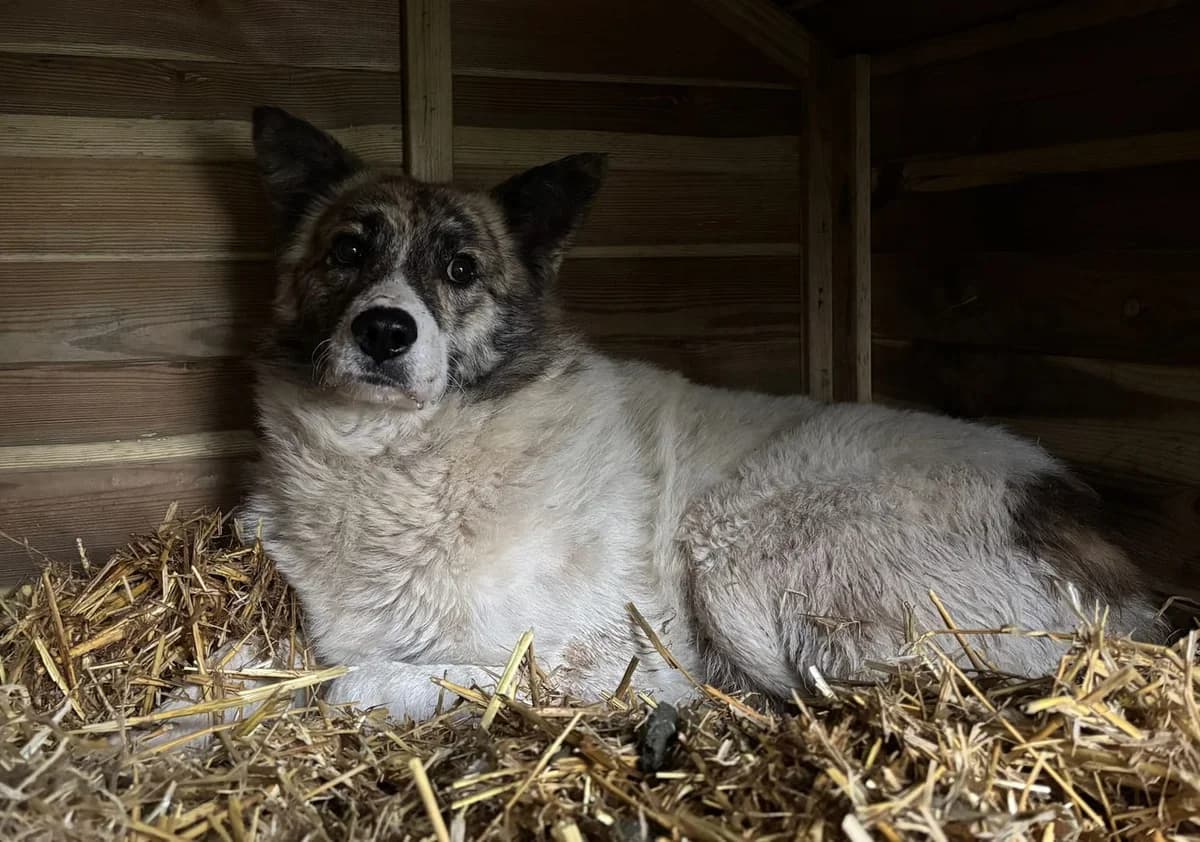Oliver, Alb male 7yo Mixed Breed for adoption at ASPA București — Catalog Câini