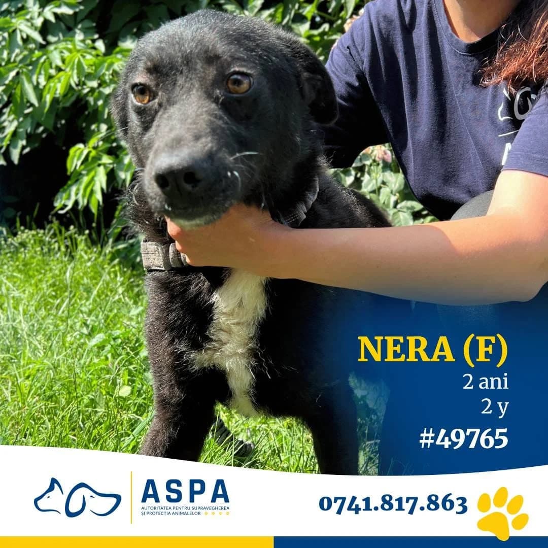 Nera, NEAGRA CRAVATA female 3yo Mixed Breed for adoption at ASPA București — Catalog Câini