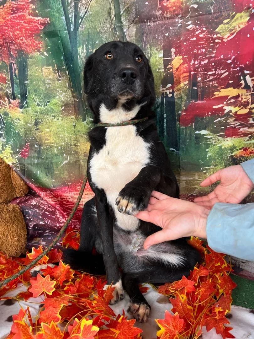 Câine, Negru male senior Mixed Breed for adoption at ASPA București — Catalog Câini