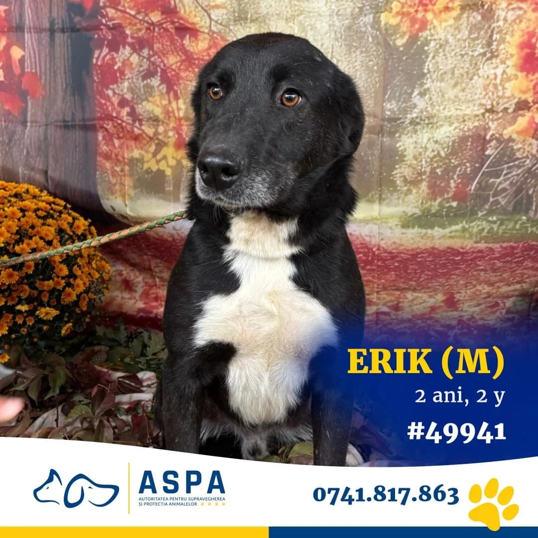 Câine, Negru male senior Mixed Breed for adoption at ASPA București — Catalog Câini