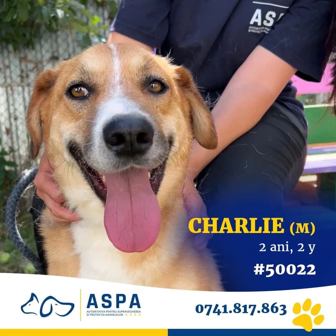 Charlie, Maro male 6yo Mixed Breed for adoption at ASPA București — Catalog Câini