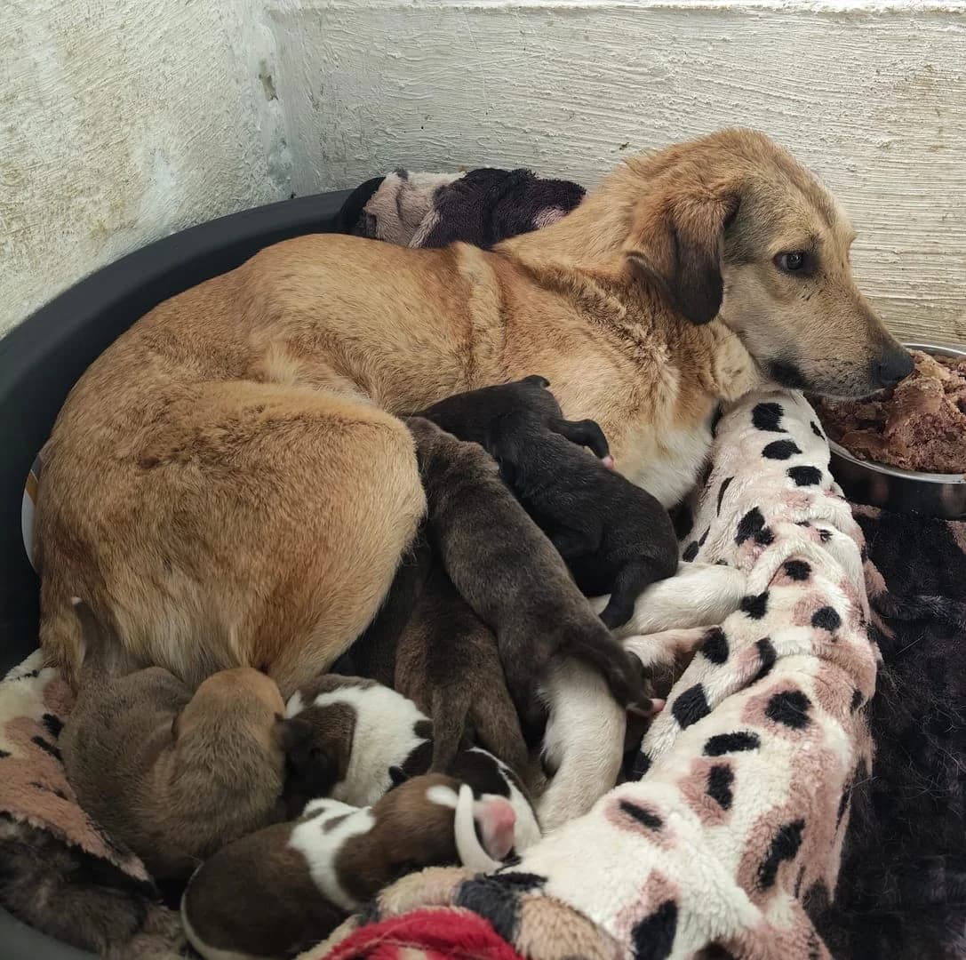 Câine, Roșcat female 7yo Mixed Breed for adoption at ASPA București — Catalog Câini