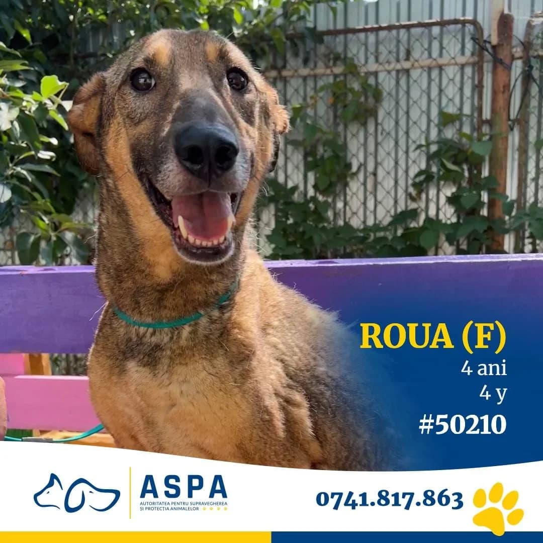 Roua, Bej female senior Mixed Breed for adoption at ASPA București — Catalog Câini