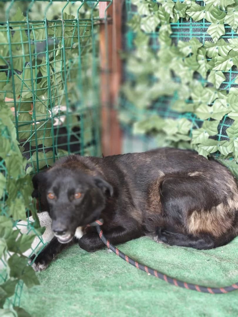 Nora, Negru female young Mixed Breed for adoption at ASPA București — Catalog Câini