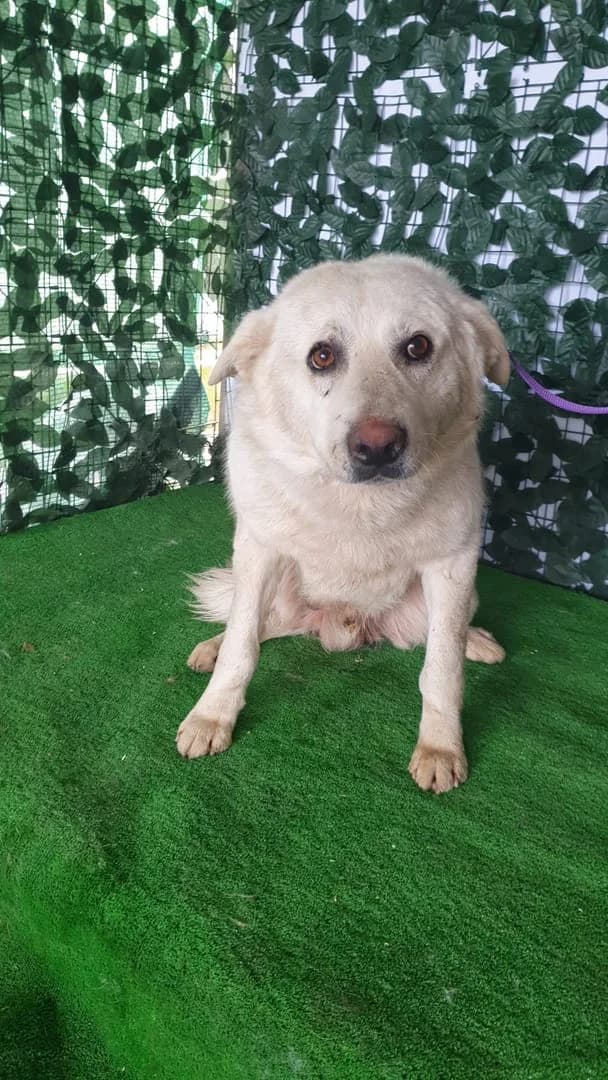 Câine, Alb male 3yo Mixed Breed for adoption at ASPA București — Catalog Câini