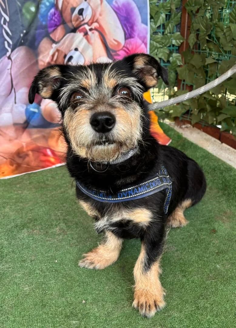 Baffy, Negru female senior Mixed Breed for adoption at ASPA București — Catalog Câini