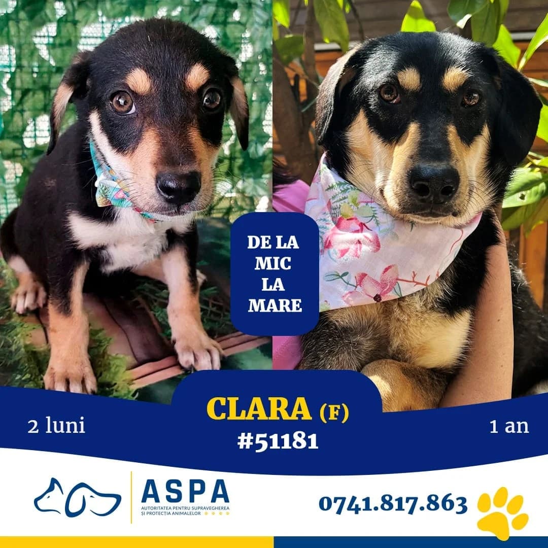 CLARA, Negru female young Mixed Breed for adoption at ASPA București — Catalog Câini