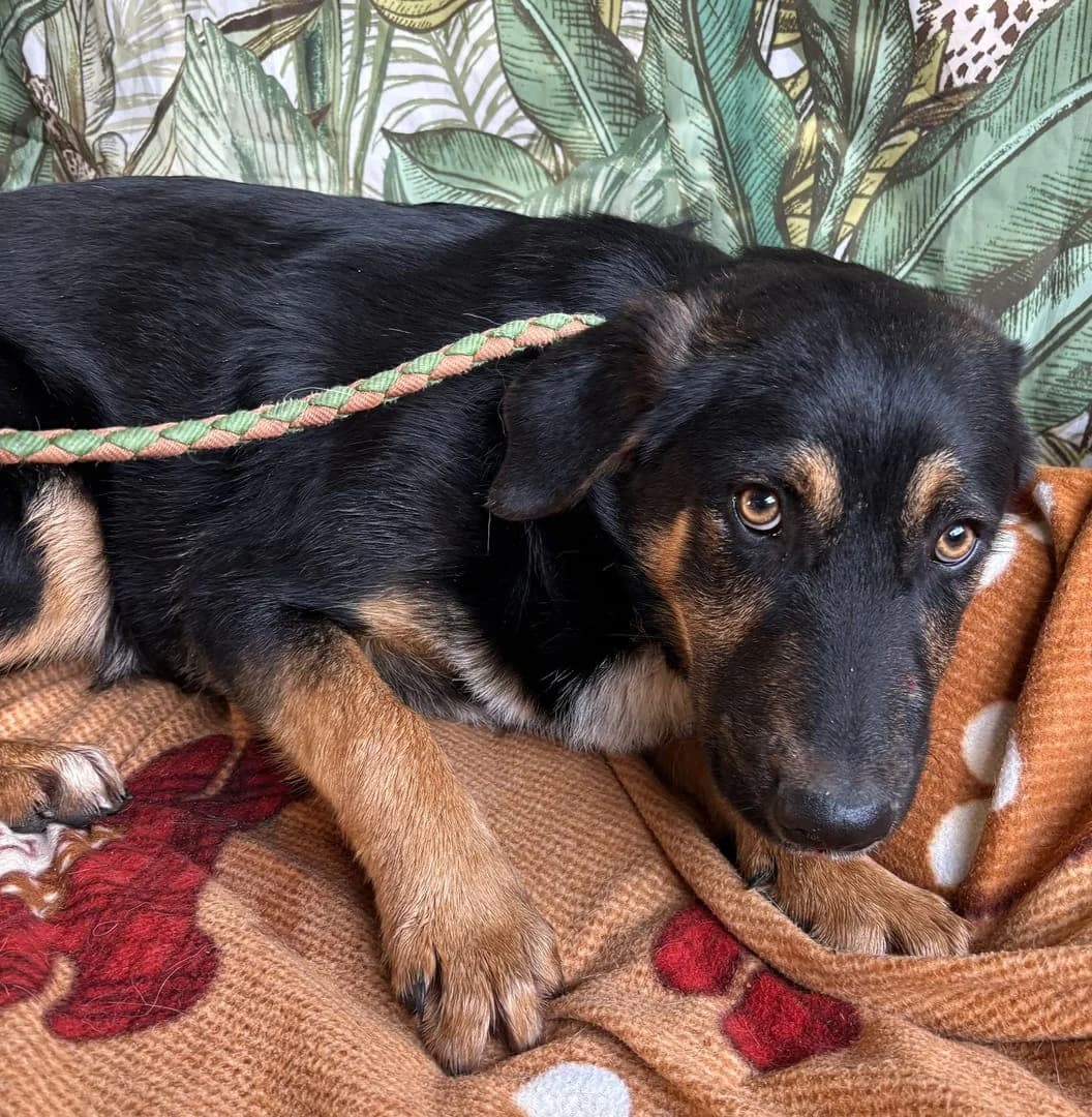 Raven, Negru male 3yo Mixed Breed for adoption at ASPA București — Catalog Câini
