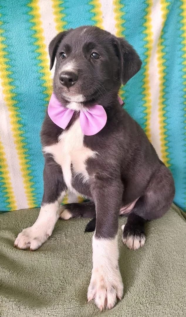 Câine, Negru male puppy Mixed Breed for adoption at ASPA București — Catalog Câini