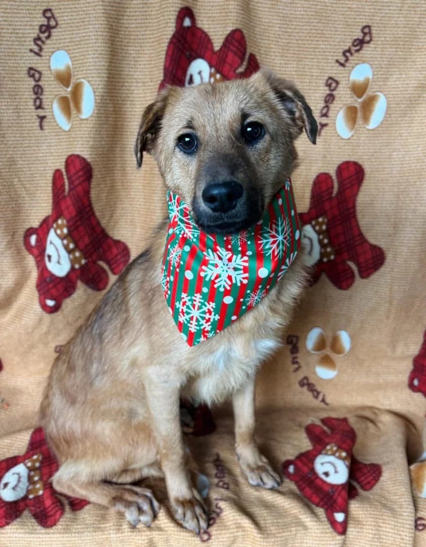 Diva, Roșcat female young Mixed Breed for adoption at ASPA București — Catalog Câini