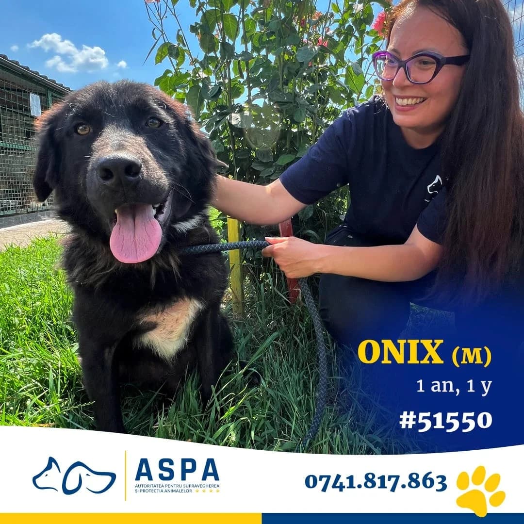 ONIX, Negru male young Mixed Breed for adoption at ASPA București — Catalog Câini