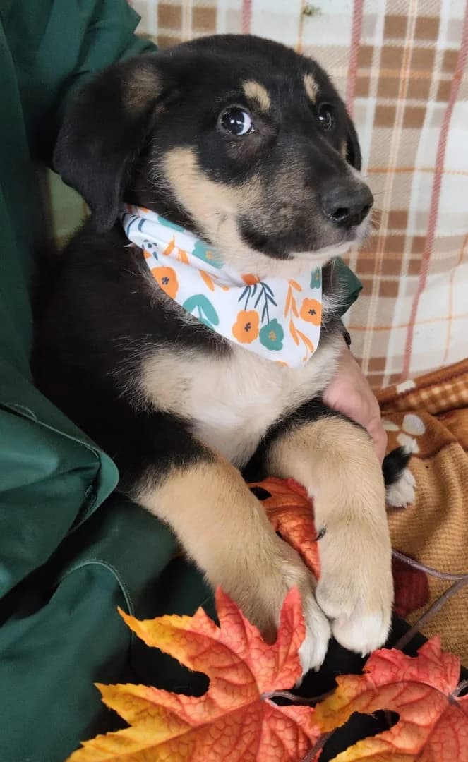 Scout, Negru male puppy Mixed Breed for adoption at ASPA București — Catalog Câini