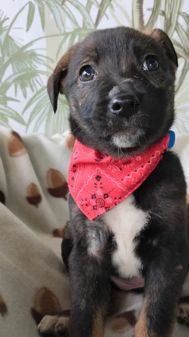 Stella, Negru female puppy Mixed Breed for adoption at ASPA București — Catalog Câini