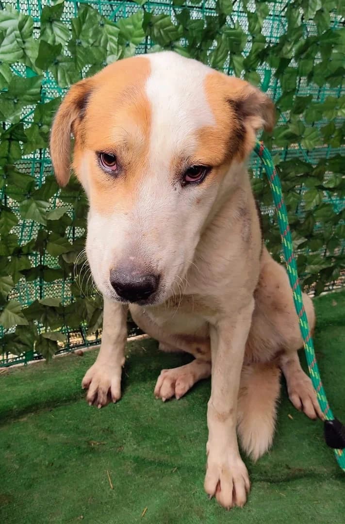 Harley, Alb male 5yo Mixed Breed for adoption at ASPA București — Catalog Câini
