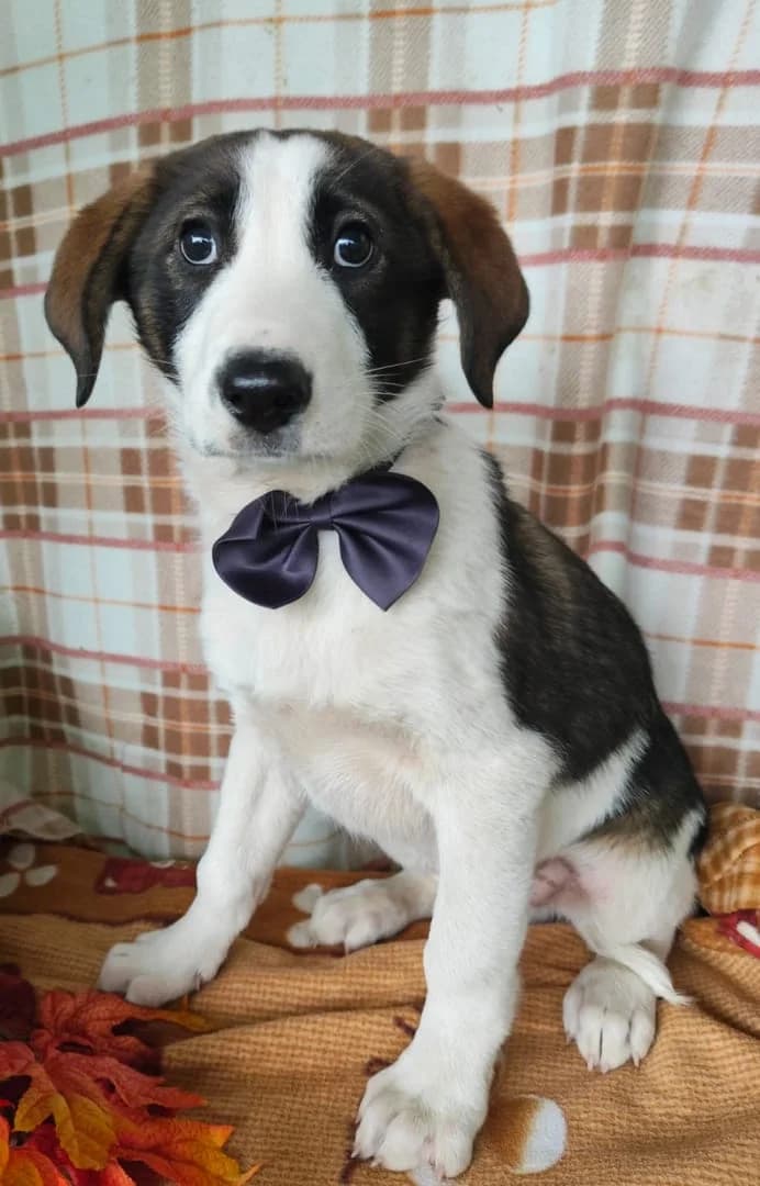 Milo, Gri male puppy Mixed Breed for adoption at ASPA București — Catalog Câini
