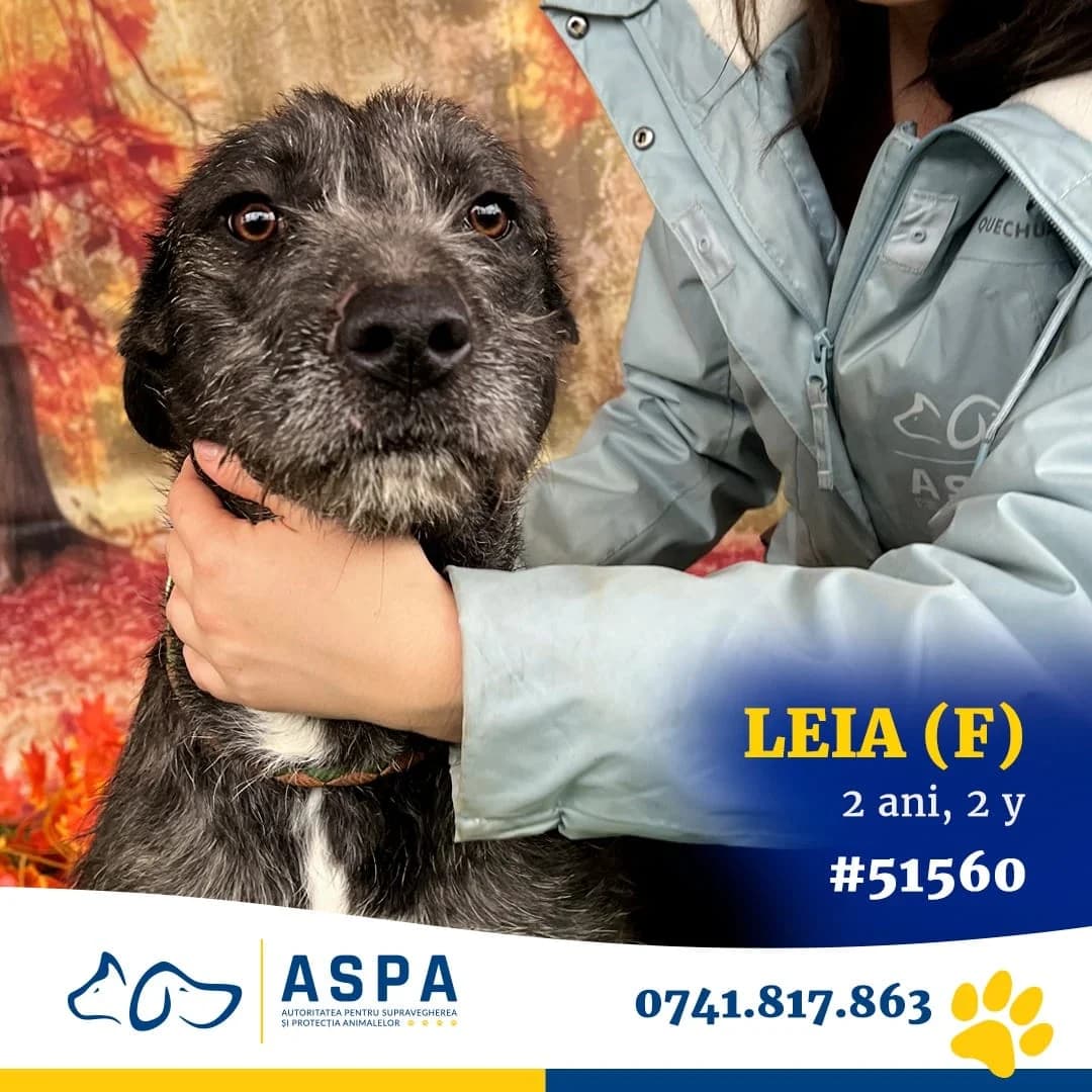 LEIA, Negru female 6yo Mixed Breed for adoption at ASPA București — Catalog Câini