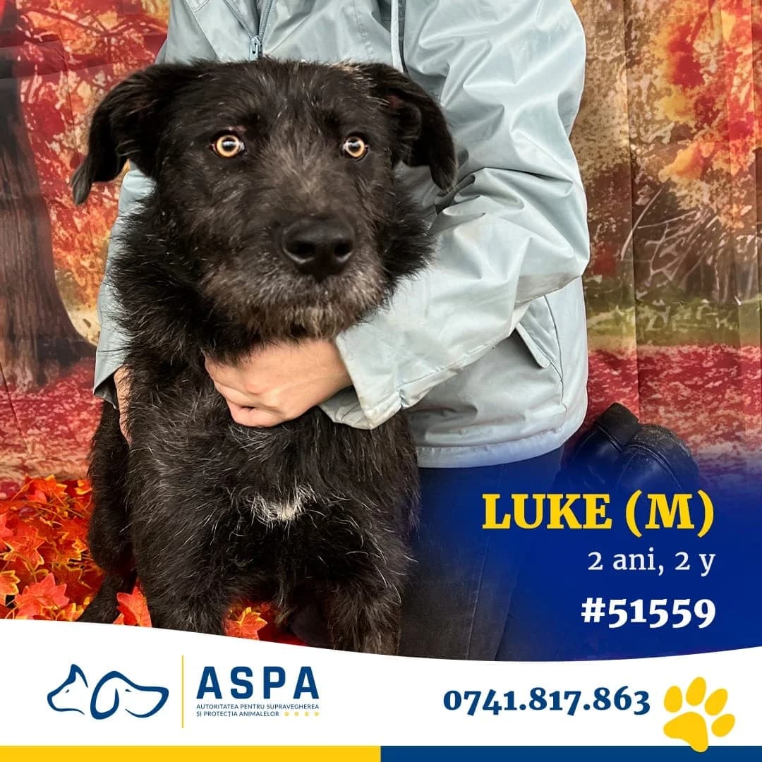 LUKE, Gri male 5yo Mixed Breed for adoption at ASPA București — Catalog Câini
